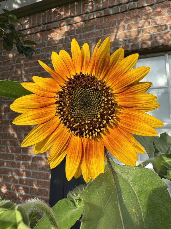 Sunflower from the a.m. blooms garden