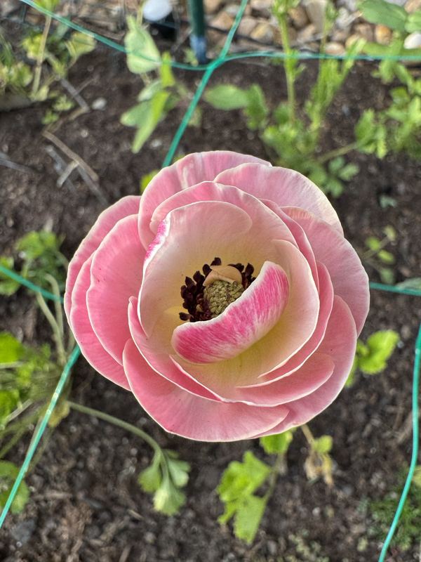Ranunculus from the a.m. blooms garden