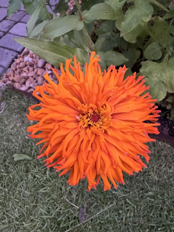 Cactus zinnia from the a.m. blooms garden