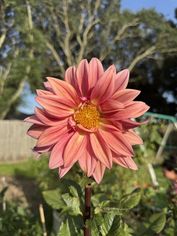 Dahlia from the a.m. blooms garden