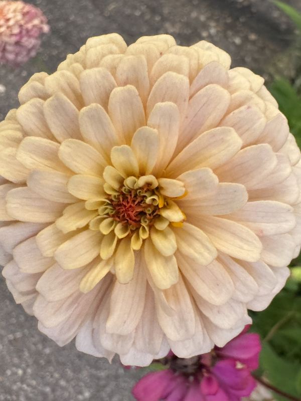 Zinnia from the a.m. blooms garden