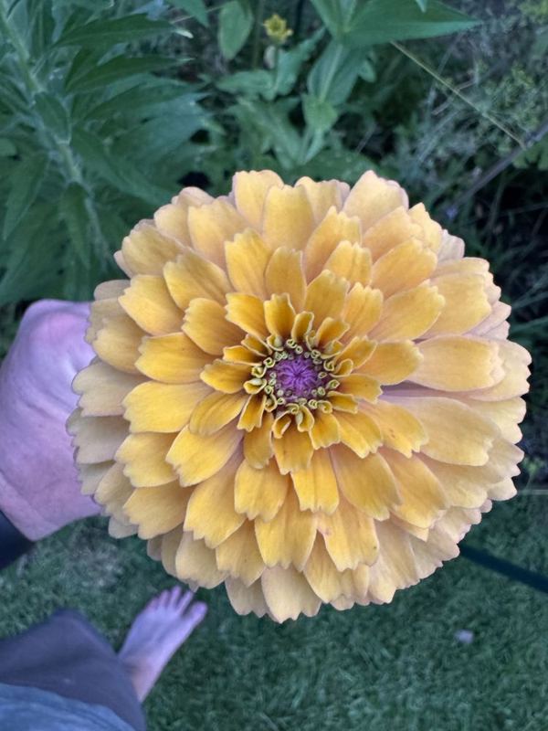 Honey zinnia from the a.m. blooms garden