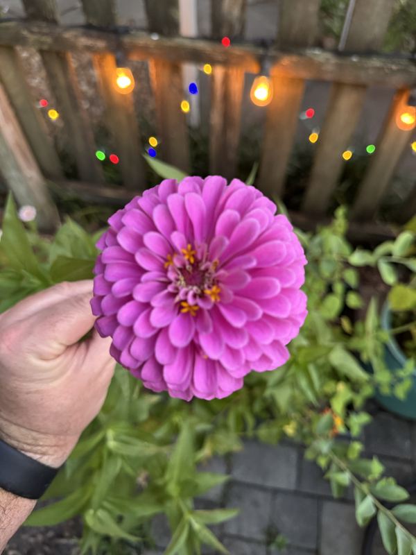Zinnia from the a.m. blooms garden