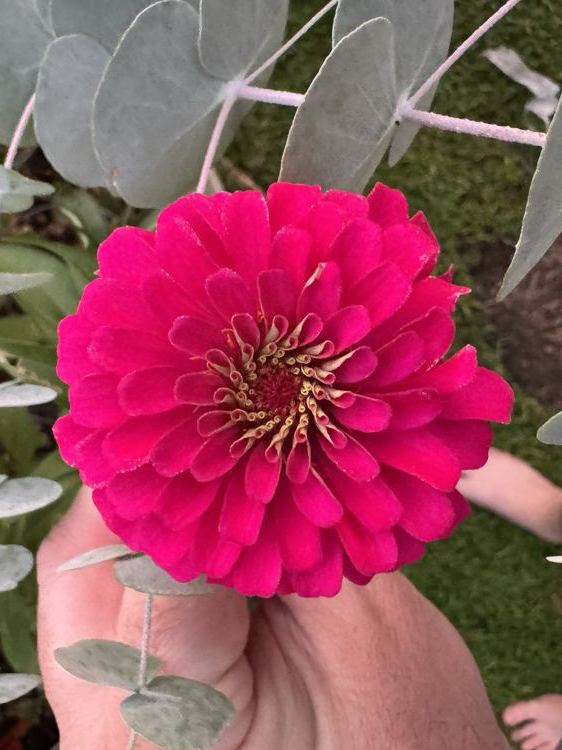 Zinnia from the a.m. blooms garden