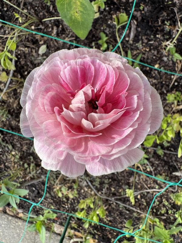 Ranunculus from the a.m. blooms garden