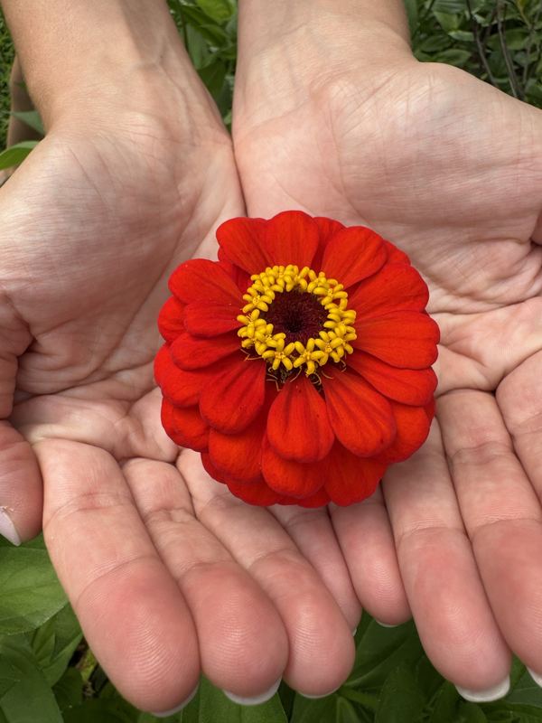 Zinnia from the a.m. blooms garden