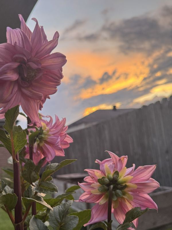 Dahlias at sunset from the a.m. blooms garden