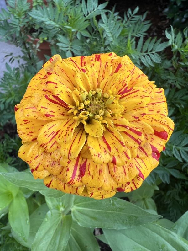 Striped zinnia from the a.m. blooms garden